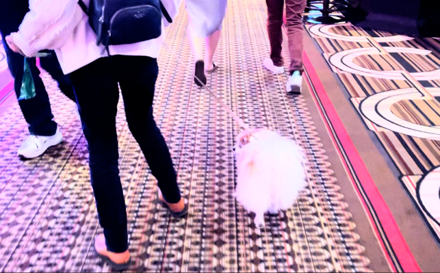 アメリカ旅,ラスベガス,ダウンタウン,スロットジラ,カジノ,パリス,ベッドフォード,マーサスチュワート,ストラトスフィア