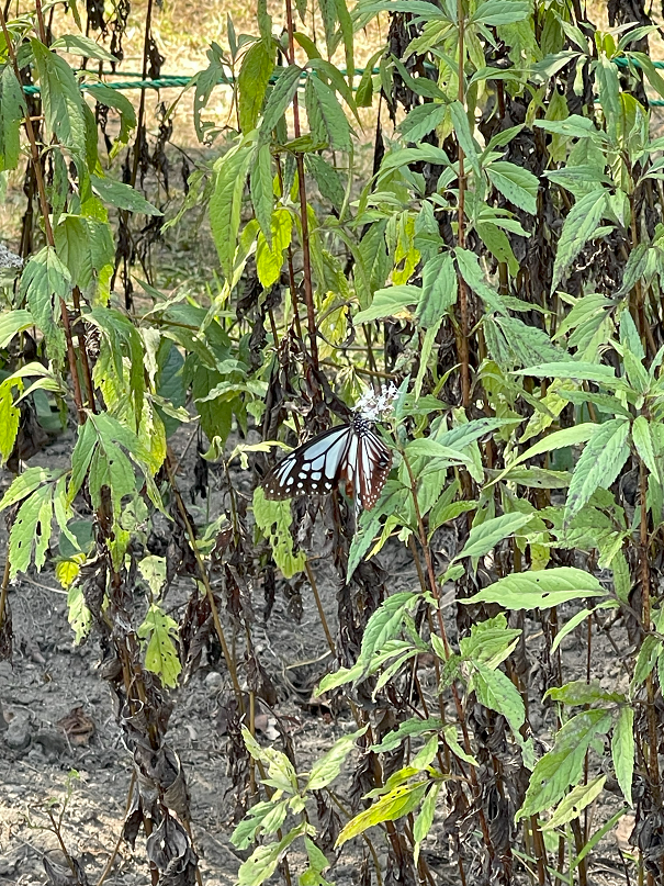駒ヶ岳千畳敷カールきっぷ
